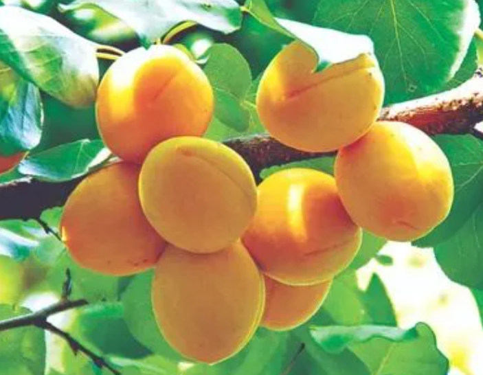 怎样给杏树剪枝