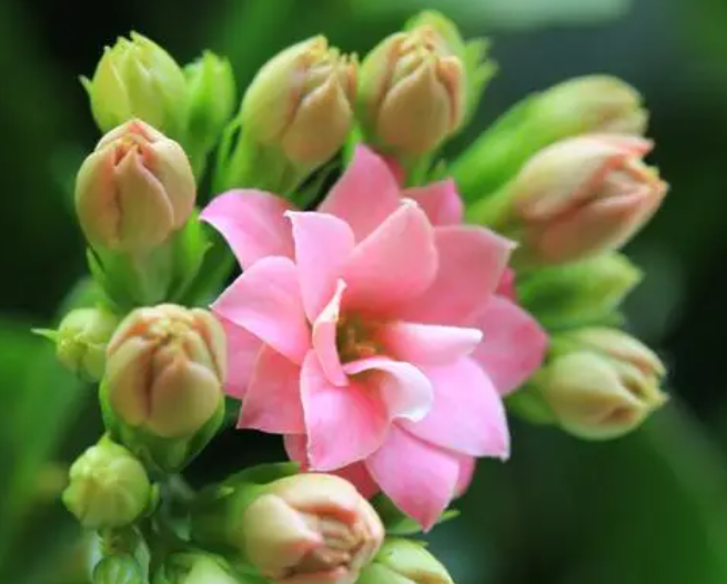 长寿花开花施什么肥