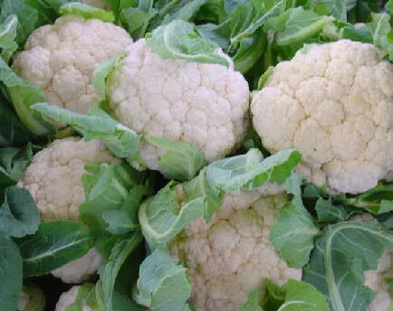 冬季花菜什么时候播种