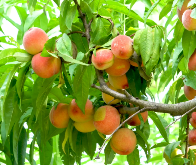 后院种桃树意味着什么