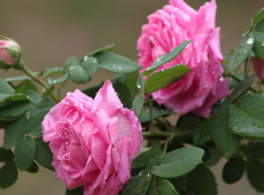 月季花怎样换盆换土