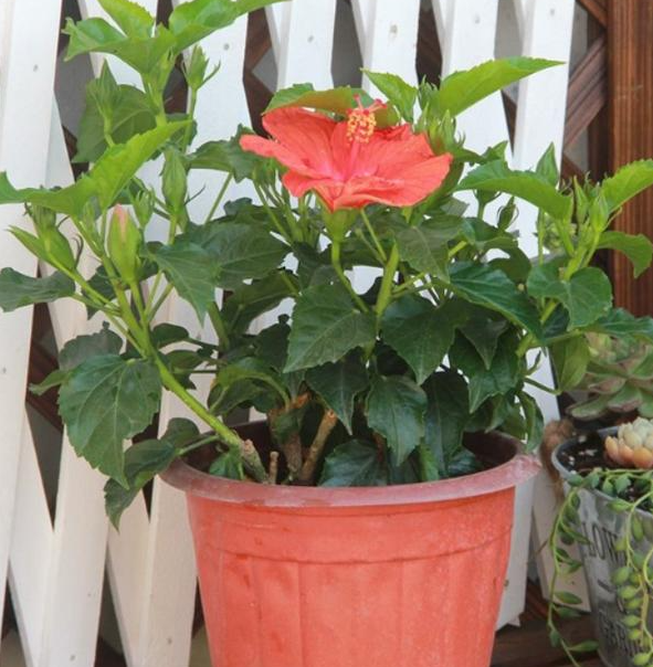 扶桑花施什么肥料最好