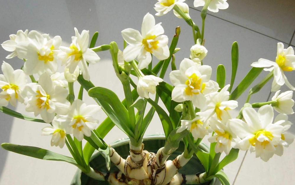 水仙花气味特点