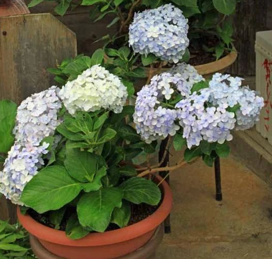 绣球花换盆时间