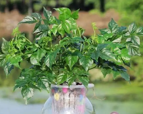 怎样扦插幸福树成活率高