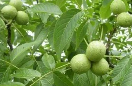 核桃树结果时间的影响因素