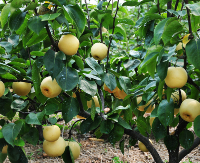 梨树适合种在院子里吗