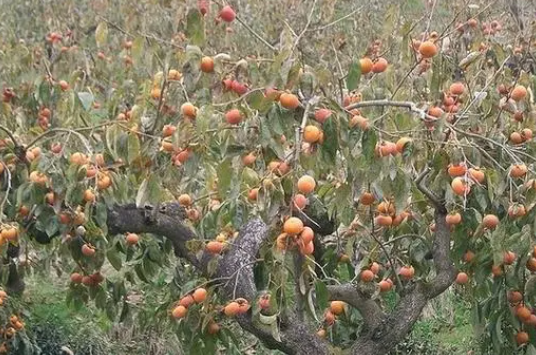 柿子树夏季修剪时间和方法