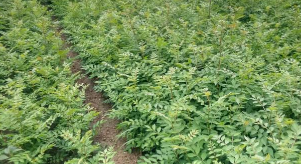 花椒籽什么时候播种育苗