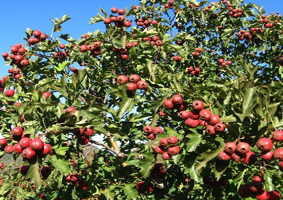山楂树种植地区
