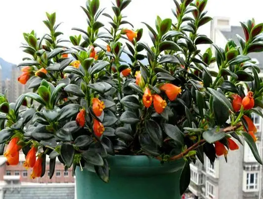 刚买回来金鱼花如何移盆