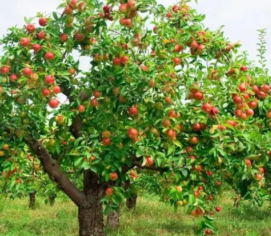 苹果树像什么
