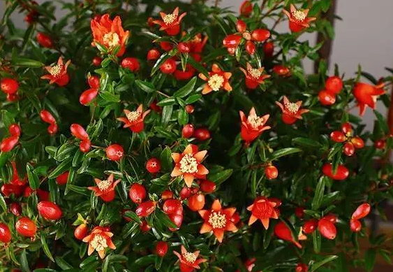 石榴花什么时候换盆