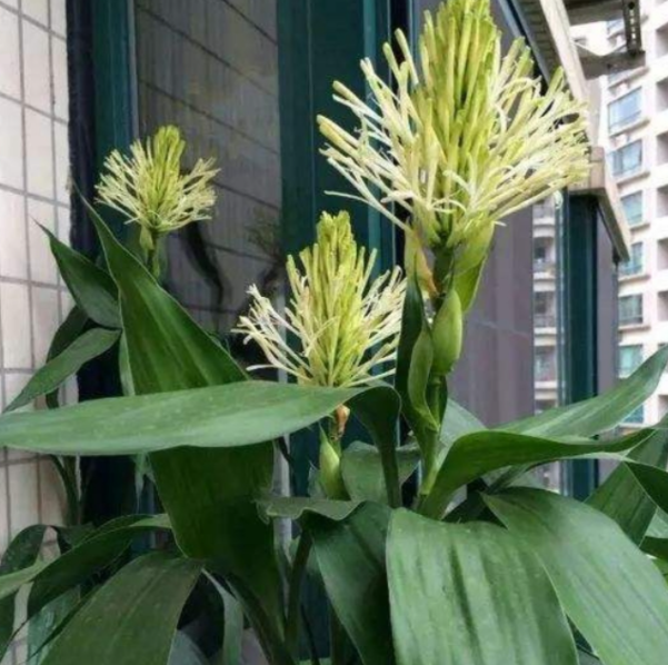 家里种富贵竹突然开花了