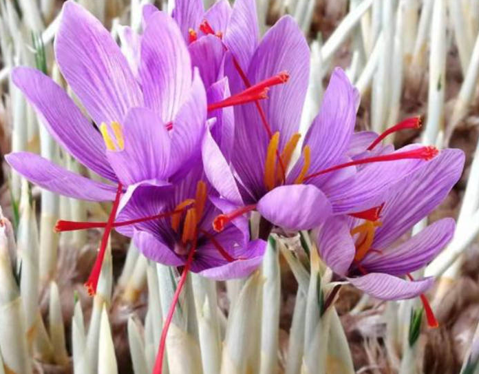 藏红花怎么生长出来的