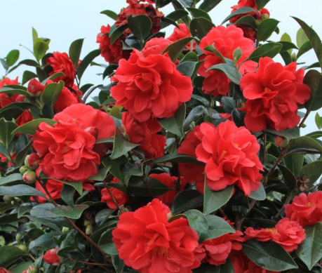 四季茶花耐寒多少度