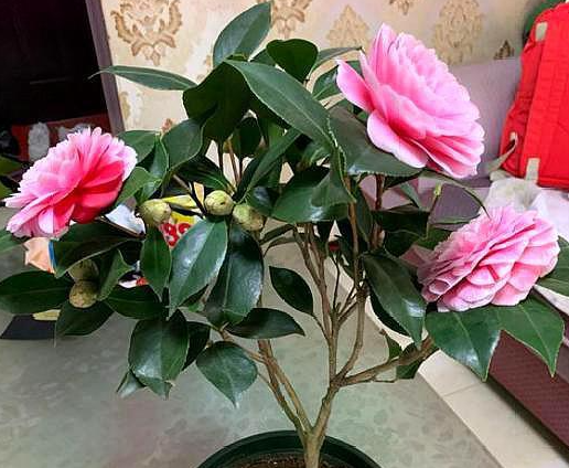 北方家庭养山茶花的养法