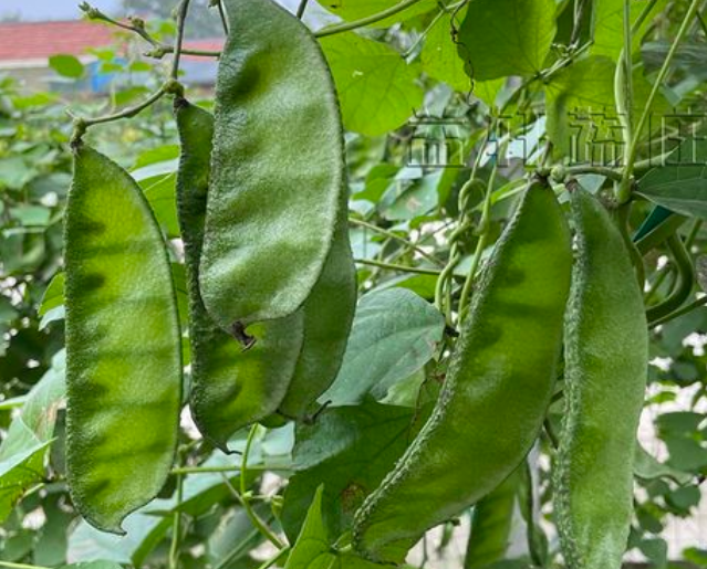 绿眉豆什么时候开花结果