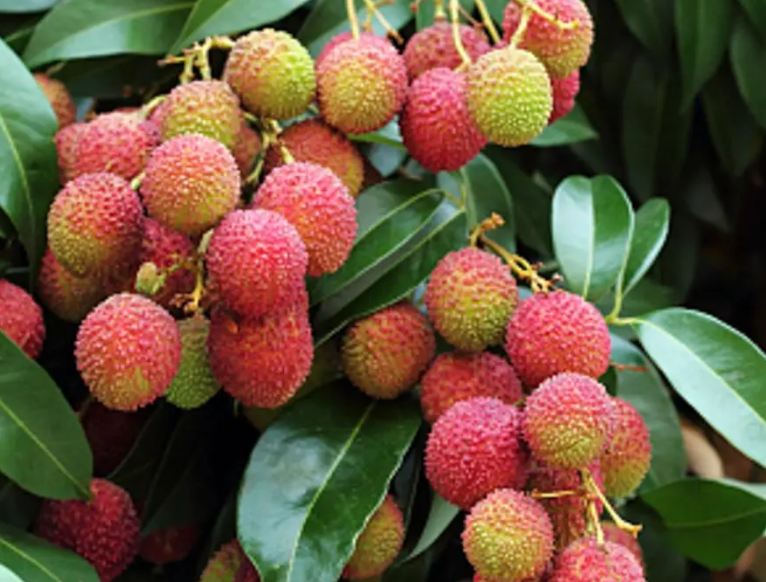 荔枝树可以扦插吗