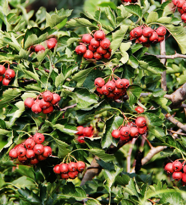 一颗4年山楂树能结多少斤