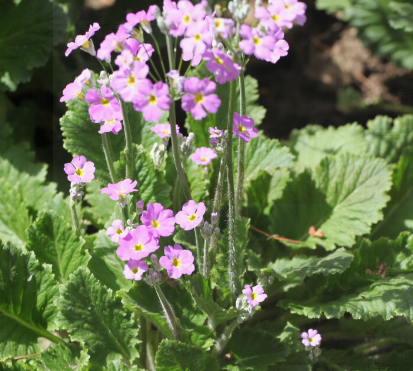报春花的种植方法和时间