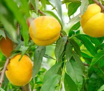 在一年的黄桃树怎样修剪