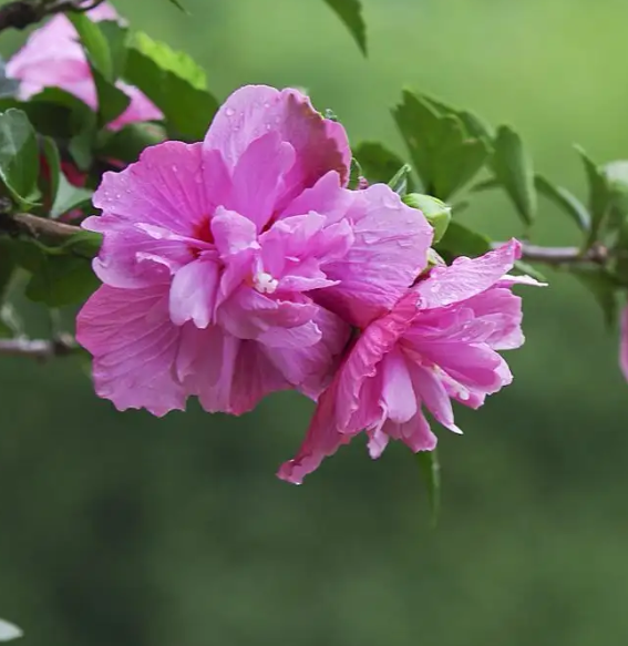 木槿花太高了用剪枝吗