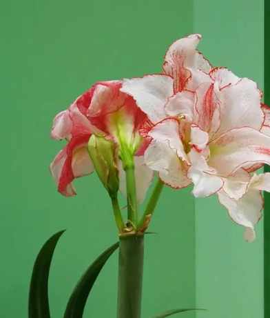 朱顶红花什么时候种植