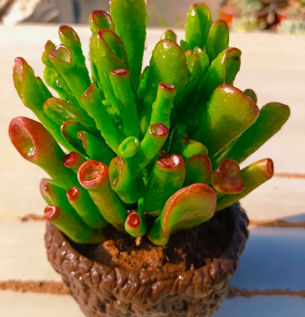 吸财树用方盆还是圆盆好