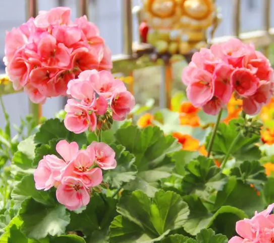 天竺葵光长叶子不开花怎么办