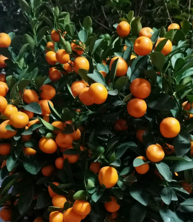 桔子树要施什么肥最好