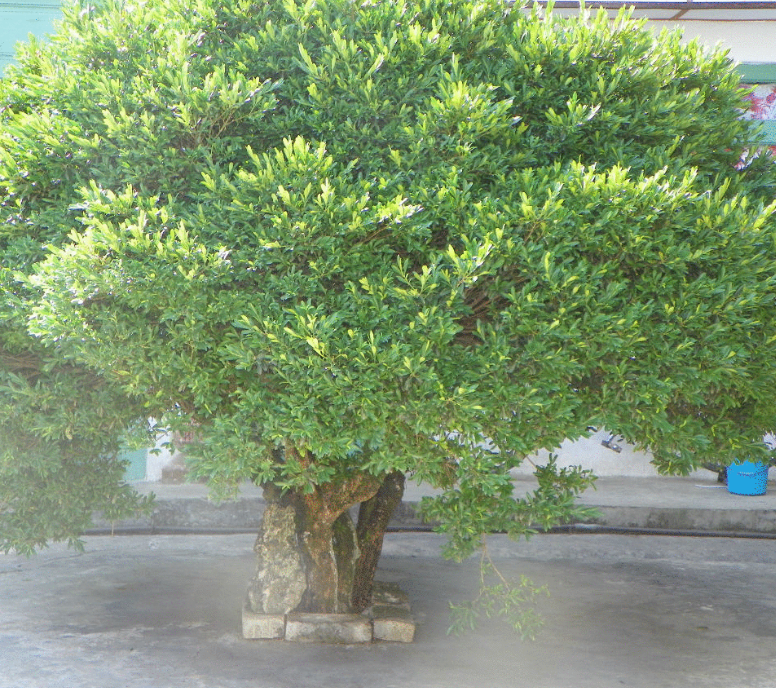 黄杨树适合种什么地方