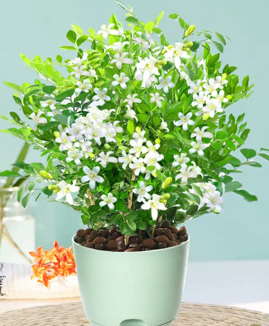 水培七里香怎么养才开花