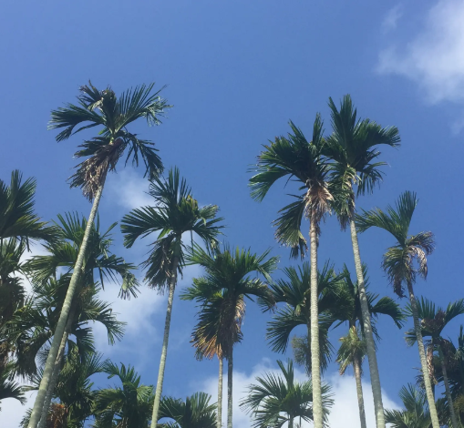 椰子树一年能结多少个果