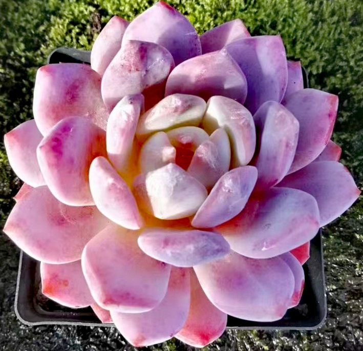 肉肉花如何浇水施肥