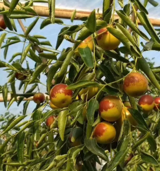 三年以上的冬枣树苗多少钱