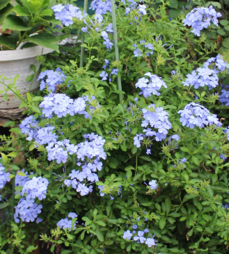 蓝雪花开花后怎么修剪