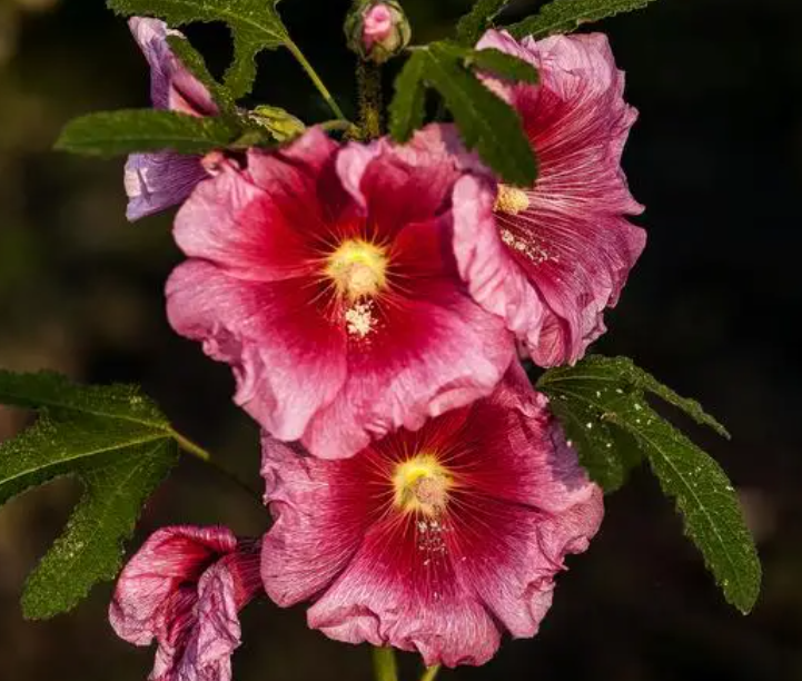 花开时施什么肥