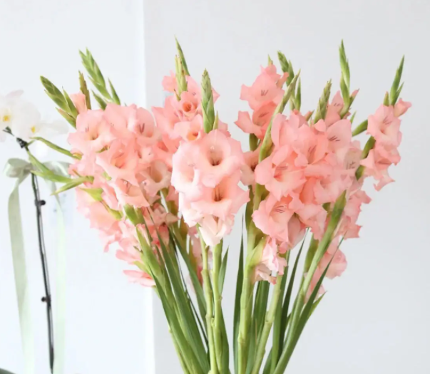 剑兰花可以放卧室吗