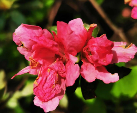 杜鹃花能不能晒