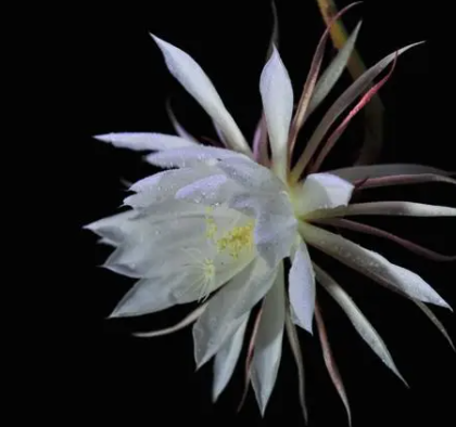 昙花在什么地方生长