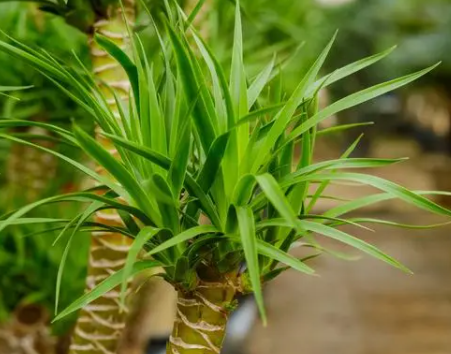 龙血树用什么肥料长得旺盛