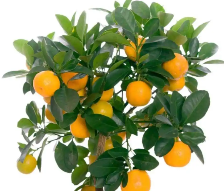 桔子树可以结果多少年