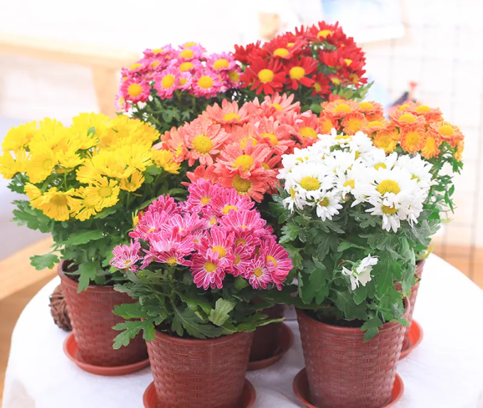 室内盆栽菊花的养殖方法和注意事项是什么呢