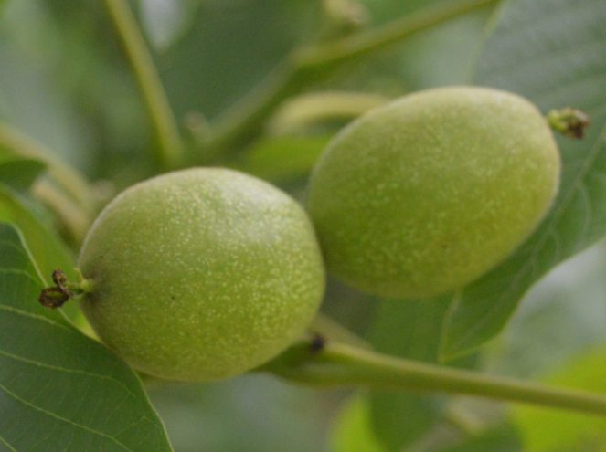 核桃树什么时候结果