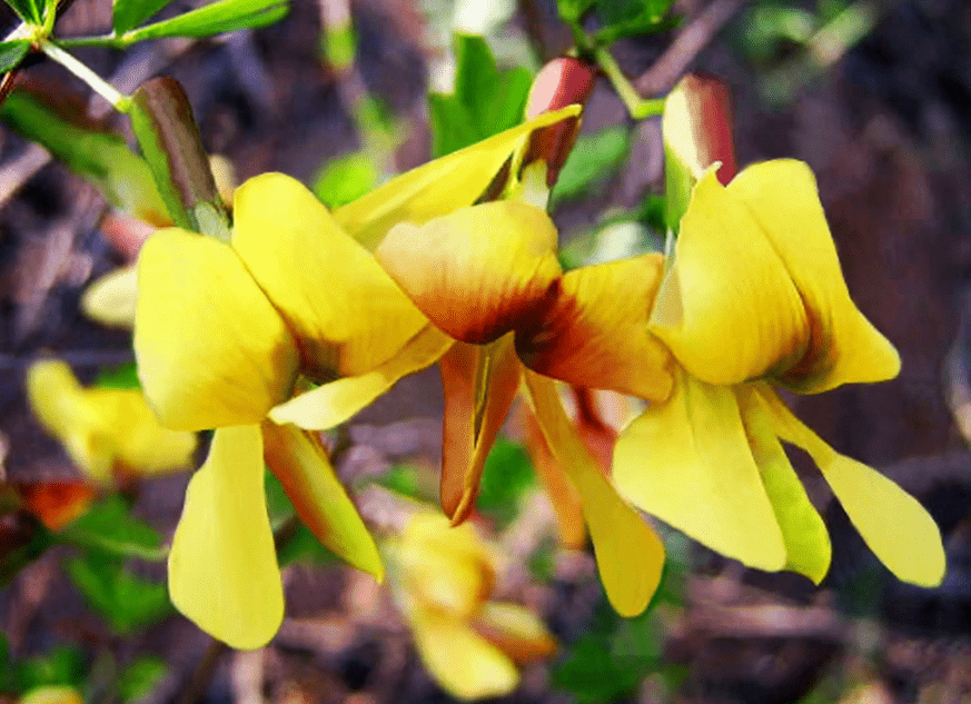 线叶金雀花可以每天喝吗