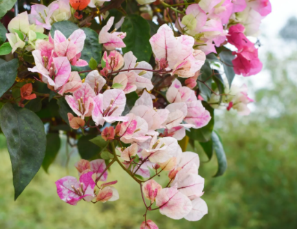 三角梅五宝是什么颜色的花