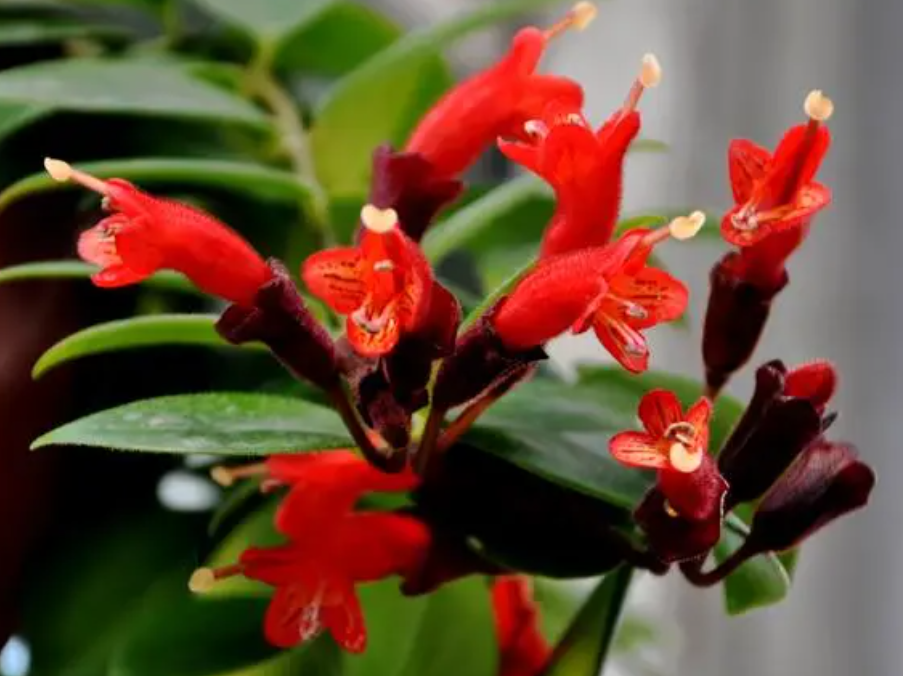 口红吊兰开花时间在什么时候呢