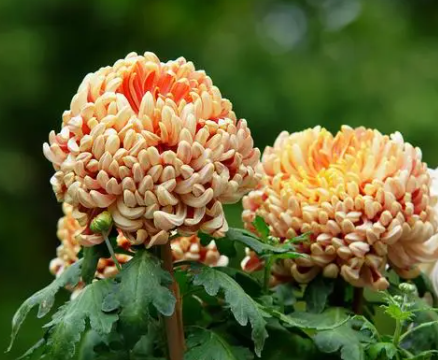 养菊花的技术和方法是什么呢