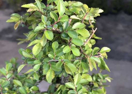 大叶榆树和小叶榆树的区别